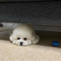 kaho (@gafiore114) 's Twitter Profile