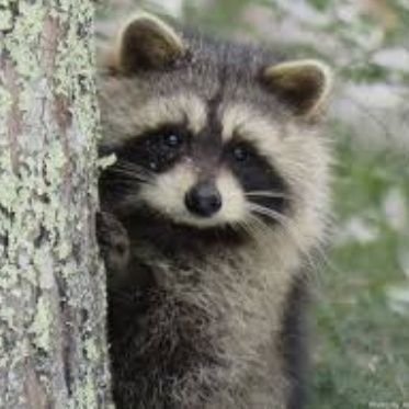 A raccoon.