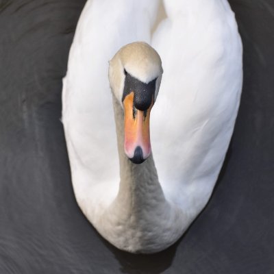 noitecisne🏳️⚧️