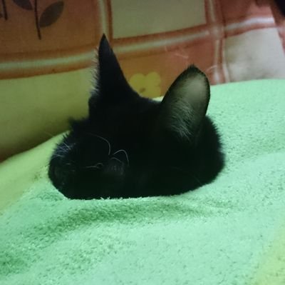 totorio0512's profile picture. 音楽、ゲームが好きです。
ギター弾いたり、テトリスしたりしてます。
陰陽座とかDREAM THEATERとかメタル系好きです。
相互フォロー100％です！皆さん仲良くなって下さいm(__)m