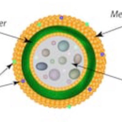 I am the BEST candidate for ORGANELLE IN CHEIF!!!! Just look at the competition 😳🤭 #spartancells2020 #roamwithlysosome