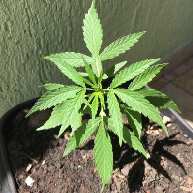 brujaeria's profile picture. 