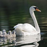 Y4@Weaver (@y4weaver) 's Twitter Profile