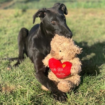 Greyhound Owner and Baggies Fan, Bathams Greyhounds