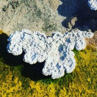 MSU Extreme Biology (@msuextremebio) 's Twitter Profile