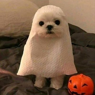 a_smol_bee's profile picture. spooky season