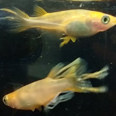 メダカショップ Kasumiめだか Kasumi Medaka Twitter メダカショップ Kasumiめだか Kasumi Medaka Twitter