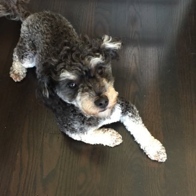 JBElsea's profile picture. MD/Founder, Weathergage Capital. Connoisseur of the Weird and Wonderful. Mostly tweet for pups, if that’s your thing. Which it very much should be.