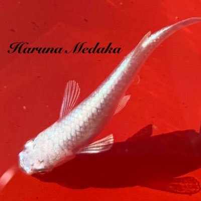 はるなメダカ Harunamedaka Twitter