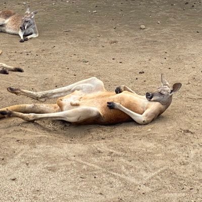 やる気が無いようであるカンガルー