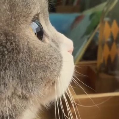 청포도靑葡萄さんのプロフィール画像