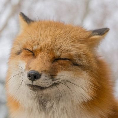 yaoyaolovelyyyy's profile picture. …