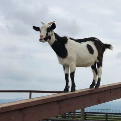 好きなことをつぶやいていきます