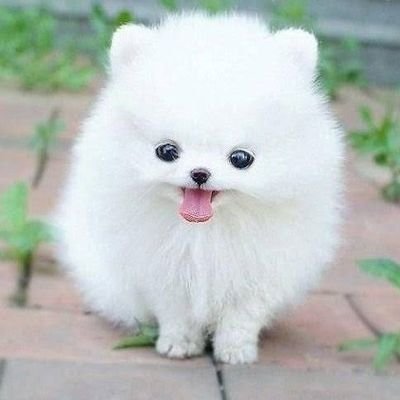 可愛い動物動画まとめ Cuteanimalsop Twitter