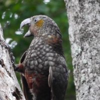 The Mighty Kaka (@kaka_mighty) 's Twitter Profile