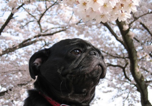 kuropagken's profile picture. 栃木県那須塩原市でアルミホイール修理をしてます。