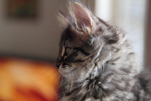 Kitupiikki's profile picture. 