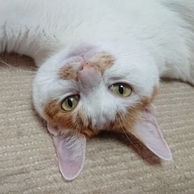 猫さんかわいいねーー
家には猫♂️のタロがいます。猫さん大好き🍀😌🍀です。無言フォロー歓迎です。こちらからの無言フォローお許しください。