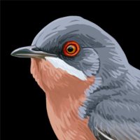 Subalpine Birding (@subalpinebirds) 's Twitter Profile