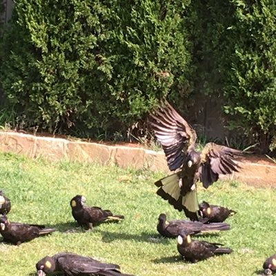 BirdKamilaroi's profile picture. 