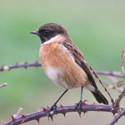 Ornitho  à vélo. Chasseurs goguenards, tartuffes, soi-disant protecteurs de la biodiversité mais ignorant ce que font les APNE, n'essayez pas. Je vous bloque.