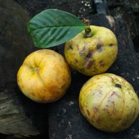 Yachee (@yachee9) 's Twitter Profile