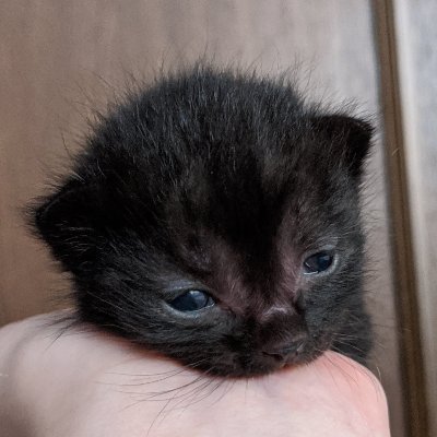 meioxonabari's profile picture. 猫とシルクロード偏愛
固定に飼い猫の骨形成不全症(？)まとめツリーあり🐾

I'm gonna report SPAM;)

避難先▶同ID 🦋、Instagram