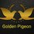 Golden_pigeon1's profile image