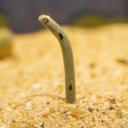 myajisawa's profile picture. 