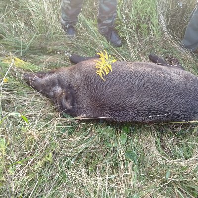 StanislavFunta1's profile picture. 