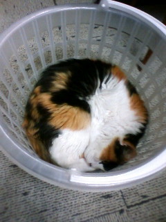 miyukinne's profile picture. JDAの解散とともに私の平成は終わった