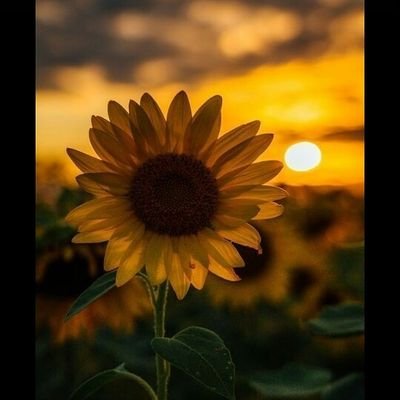 NailanteiW's profile picture. If you know life,give me your address⚡💕