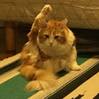 BULL CAT (@bullcat_ima) Twitter profile photo