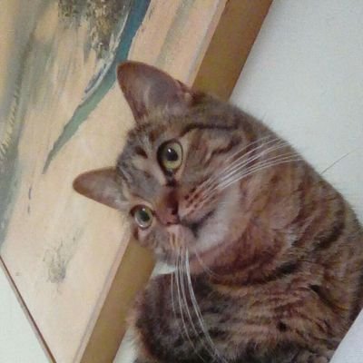 GreyKitties Profile Picture