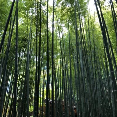 haru_ran_tunagu's profile picture. 