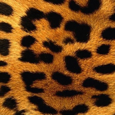 honaboma's profile picture. 