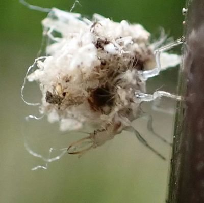 注意！虫・爬虫類など。蜘蛛、特にハエトリグモが大好きです。蛇、蛙、蜂、蛾、ムカデ、ヤスデも❤︎ 芋毛虫克服中(9割ほど)。and 鳥𓅪