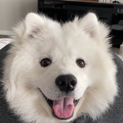 local cloud in training to be the goodest hospital pupper