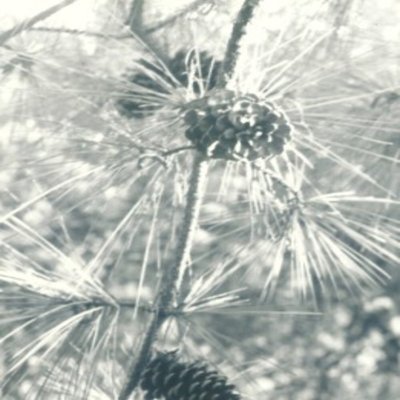 Valierie Ellis Hawkins Profile