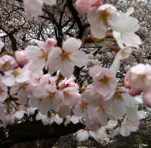 yokaha's profile picture. 