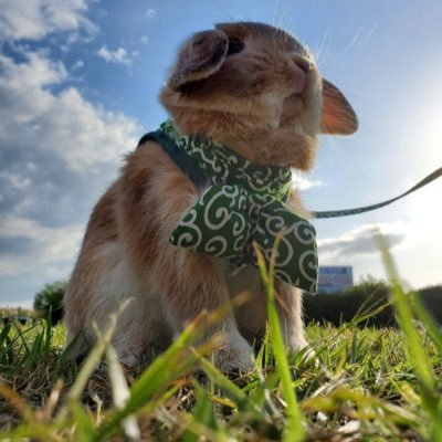 🙋‍♀️ホーランドロップのやんごとなき雅なお子様おじゃる丸(2019.9/24〜) 🐰 平安貴族ではない平凡な毎日💖画家の父と兄を持つしがないうさ飼い↪︎たまに父👨‍💼と兄🙋‍♂️の画家活動案内があります！🎨