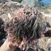 Sea Moss Jamaica (@seamossjamaica) Twitter profile photo