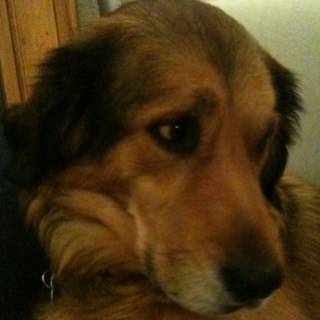 epena1972's profile picture. docente Biologie en Duits, zorgcoördinator, teamleider bovenbouw, Over Betuwe College Elst