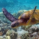 Nancy Cuppy - @cuppynt - Twitter