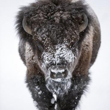 BuffaloPatrol's profile picture. 