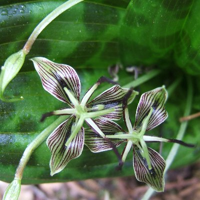 Conservation of endangered and rare plants of California through sequencing @CalStateEastBay