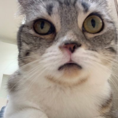 にょぷさんのプロフィール画像