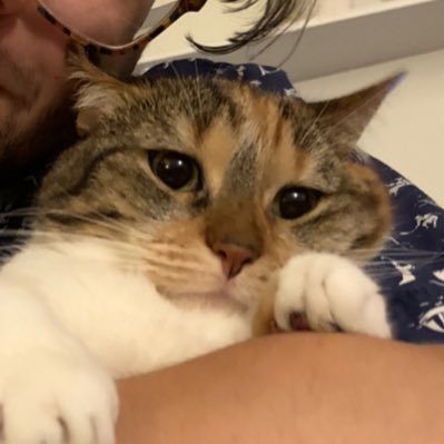 lusscannon's profile picture. trust the magic conch