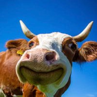 logan Rhinehart (@logan00151927) 's Twitter Profile