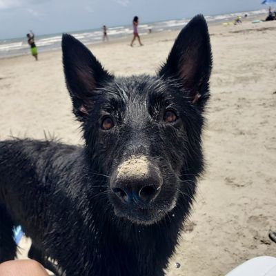 Paws4Archer's profile picture. 